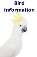 Bird Information