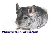 Chinchilla Information
