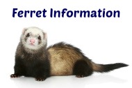 Ferret Information