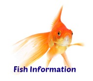 Fish Information