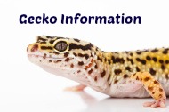 Gecko Information