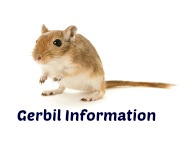 Gerbil Information