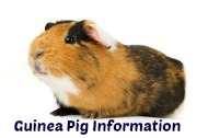 Guinea Pig Information