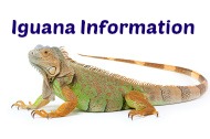 Iguana Information