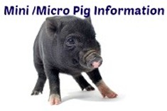Mini/micro Pig Info