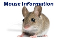 Mouse information