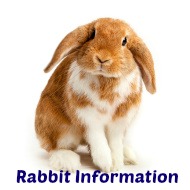 Rabbit Information