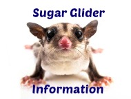 Sugar Glider Information