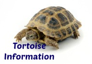 Tortoise Information