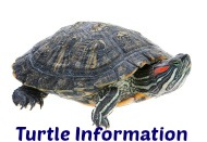 Turtle Information