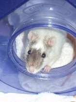 Rat photo