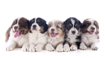 Purebred Puppies Australian Shepherd in Front of White Background