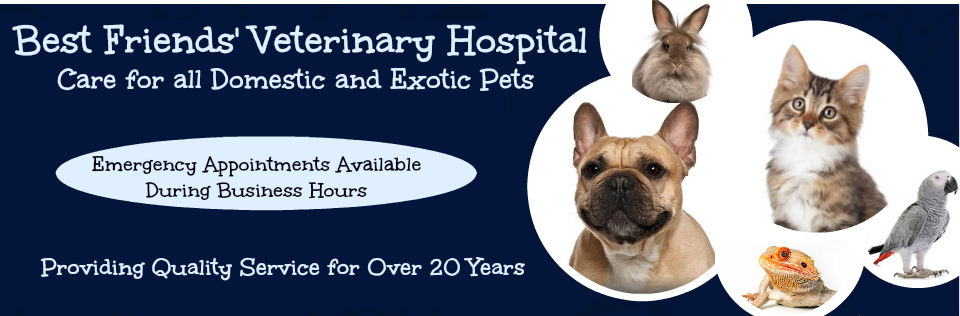 best dog hospital