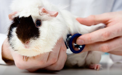 vets near me that take guinea pigs