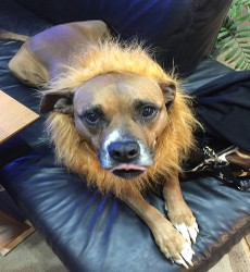 Barbie Like A Lion