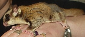 Sugar Glider
