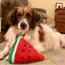 Teddy - July 2019 Purple Heart Recipient 