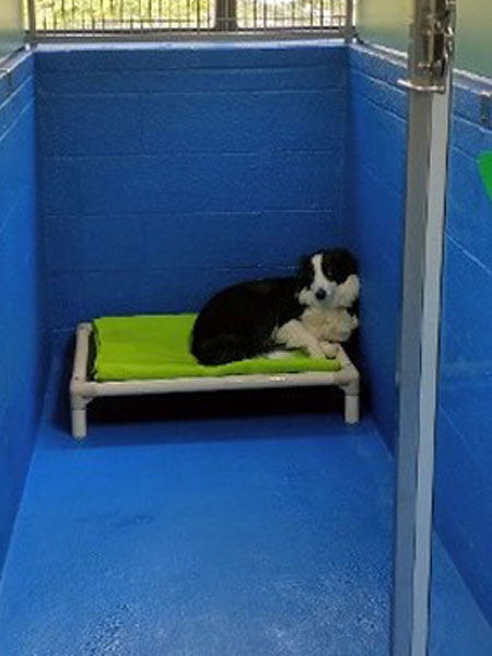 Elevated Cot