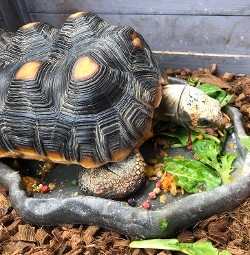 Tortoise