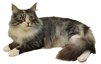 Long Haired Cat Laying Down Long Haired Cat Laying Down