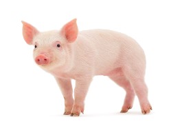 Little Piglet