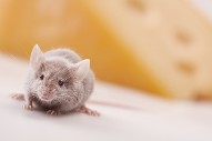Small Mouse With a Block of Cheese in the Background